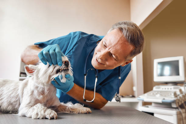 Best Emergency Wisdom Teeth Removal in Francisville, KY